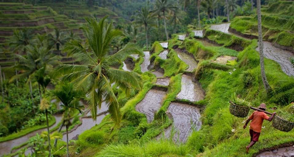 Rice worker in fields near Ubud, Bali, Indonesia