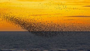 夕阳下的椋鸟，英格兰布莱克浦 (© Mediaworld Images/Alamy)(Bing China)