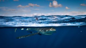 爱尔兰科克附近的大青鲨 (© Cultura/REX/Shutterstock)(Bing China)