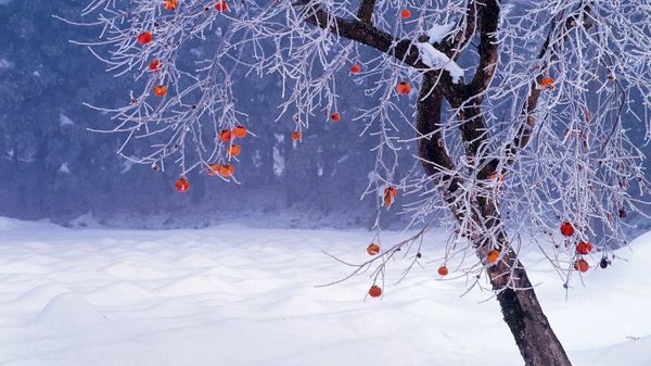 Japanese persimmon tree in winter, Fukushima Prefecture, Japan