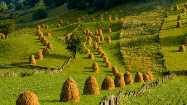 Pasture in Mânăstirea Humorului, Bukovina, Romania
