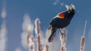 美国，明尼苏达州，明尼阿波利斯市的红翅黑鹂 (© Ian Plant/Solent News/REX Shutterstock)(Bing China)