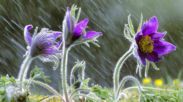 Pulsatilla vulgaris flowers in rain, Lorraine, France