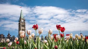 Tulips in front of the Parliament Buildings during the Tulip Festival in Ottawa (© Danielle Donders/Moment/Getty Images)(Bing Canada)