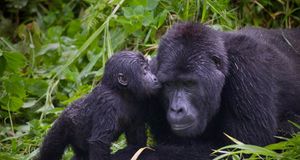 A baby Gorilla snuggles with it’s father, the silverback troop leader in Bwindi Impenetrable National Park, Uganda -- Paul Souders/Corbis &copy; (Bing New Zealand)