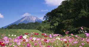 ｢大山とコスモス｣鳥取, 大山町 (© Japan Travel Bureau/Photolibrary) &copy; (Bing Japan)