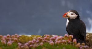 栖息于冰岛的海雀 -- Tony Ernst &copy; (Bing China)