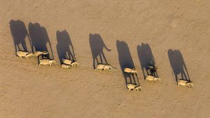 ｢デザート・エレファント｣ナミビア, ダマラランド (© Michael Poliza/Getty Images)(Bing Japan)