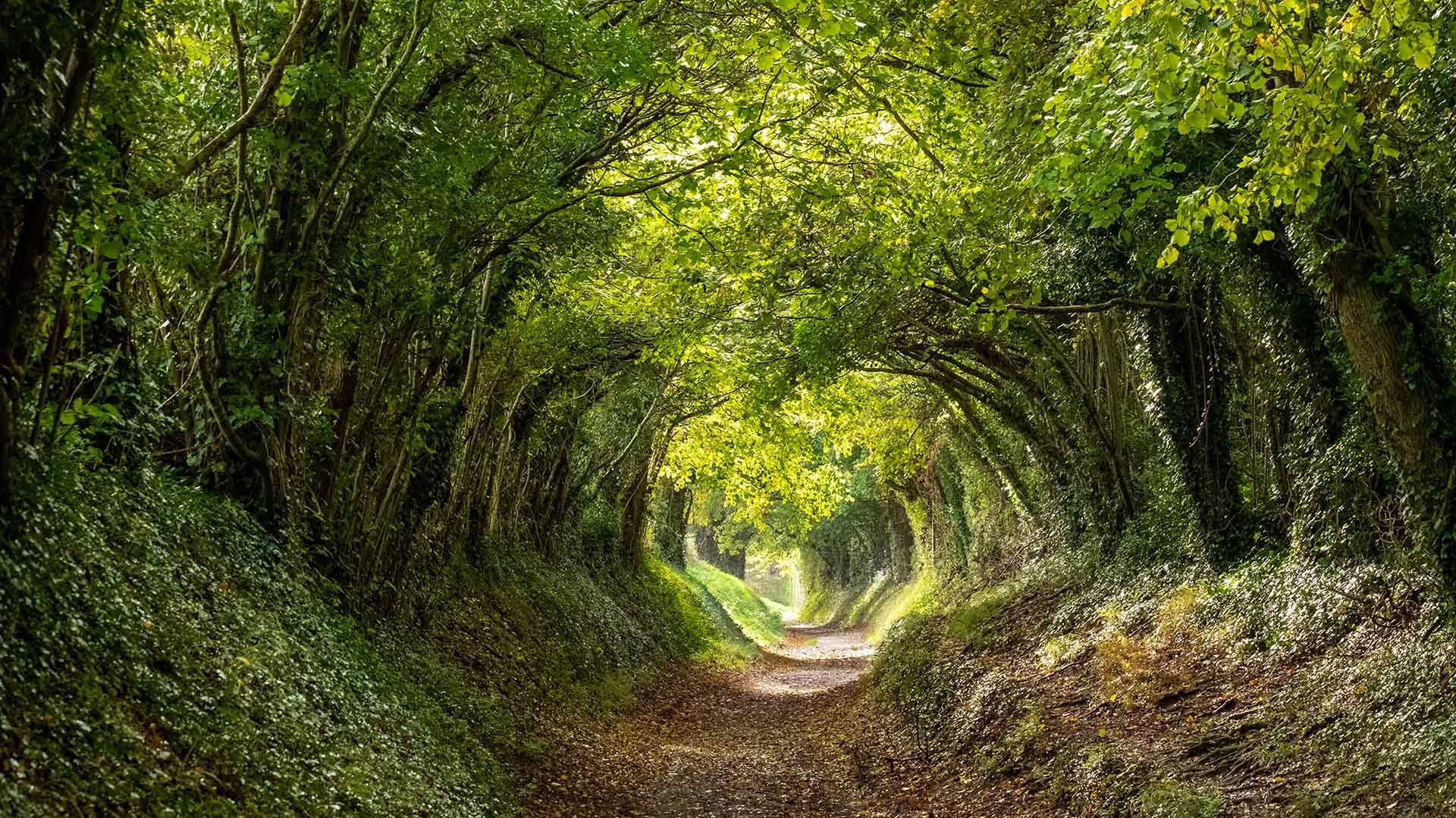 Halnaker tree tunnel near Chichester, West Sussex