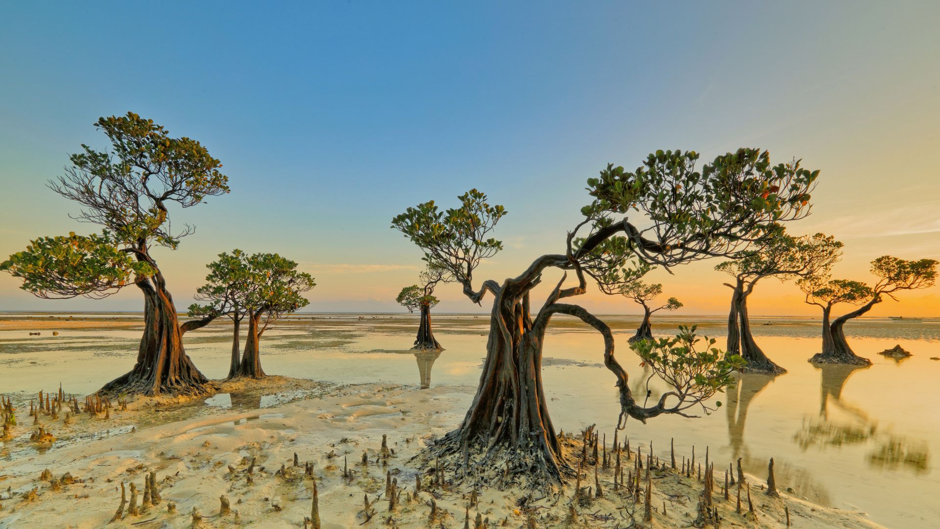 Mangrove trees, Walakiri Beach, Sumba Island, Indonesia