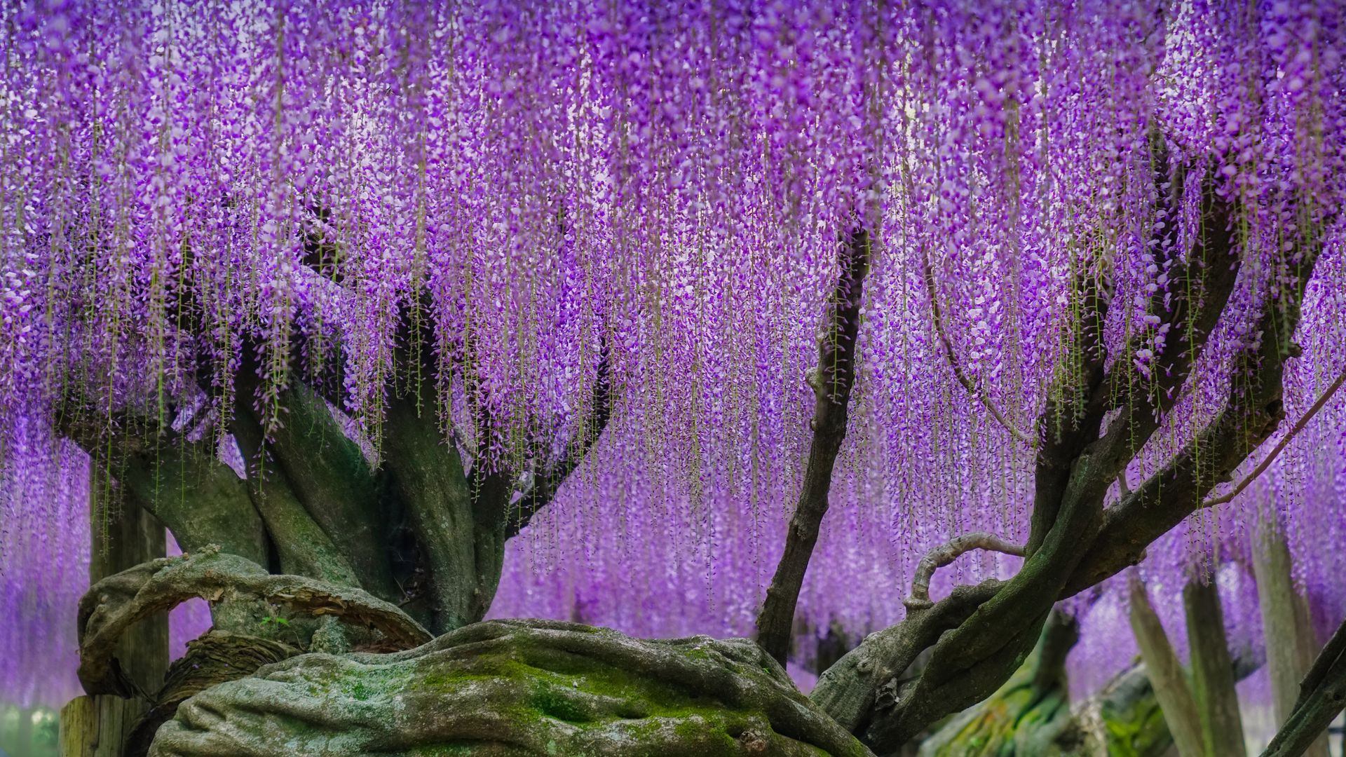 Wisteria en fleur dans les jardins de Kawachi Fuji à Kitakyushu, Japon
