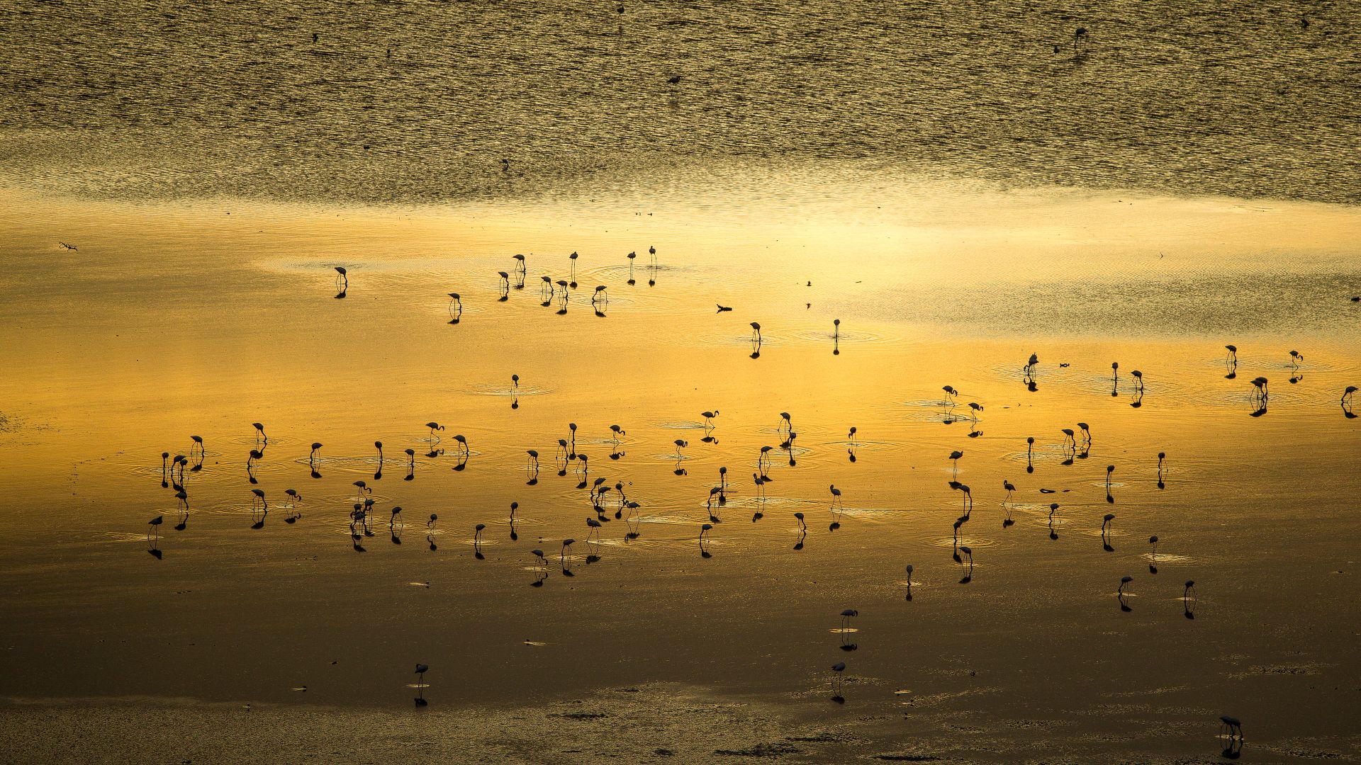Lesser flamingo flock, Lake Magadi, Kenya