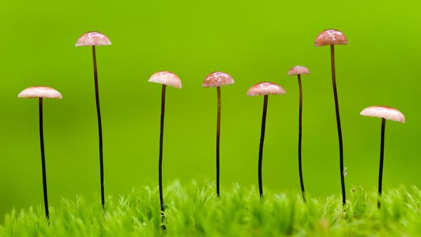 Horsehair parachute fungus, Belarus