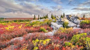 多利草地荒野内熊岩保护区的秋景，美国西弗吉尼亚州 (© Anthony Heflin/500px)(Bing China)
