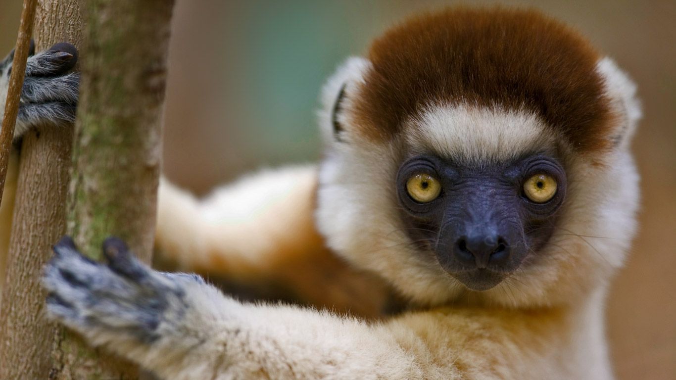 Verreaux's sifaka in Berenty Reserve, Madagascar