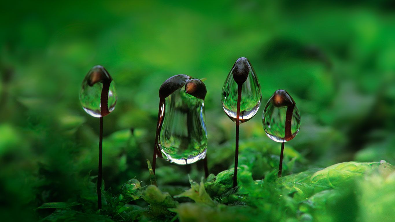 Water droplets on rough-stalked feather moss