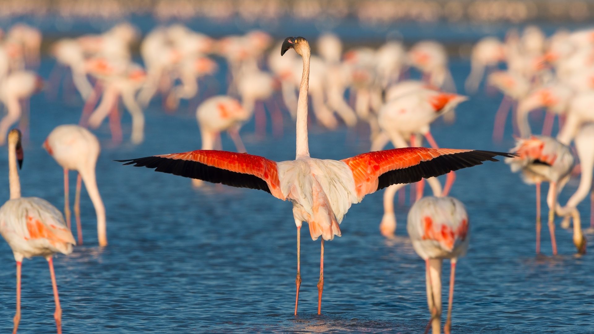 Flamant rose, Saintes-Maries-de-la-Mer, Parc naturel régional de Camargue, Languedoc-Roussillon