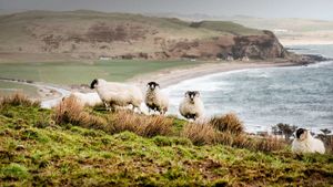 Sheep on the coast in the Scottish Highlands (© Pete Goding/4Corners)(Bing United Kingdom)