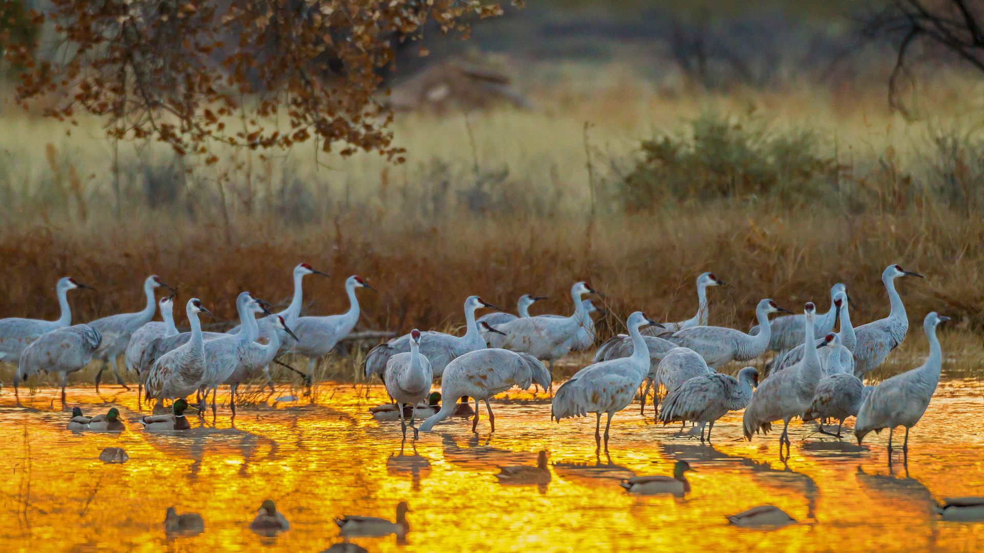 Sandhill cranes and mallard ducks, Bosque del Apache National Wildlife Refuge, New Mexico