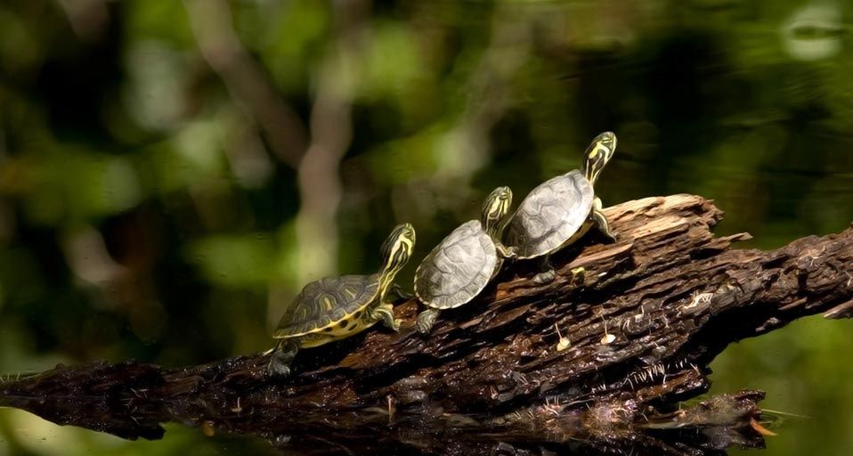 ThreeTurtles