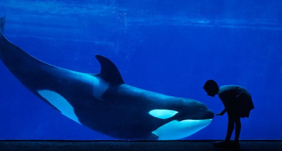 OrcinusOrca
