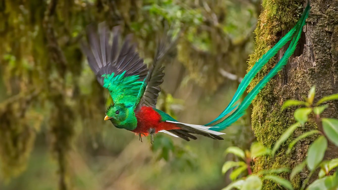 Male resplendent quetzal in Costa Rica