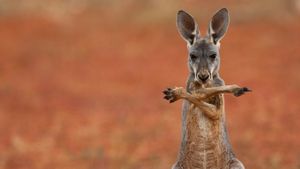 A red kangaroo in the Sturt Stony Desert, Australia (© Jami Tarris/Corbis)(Bing Australia)