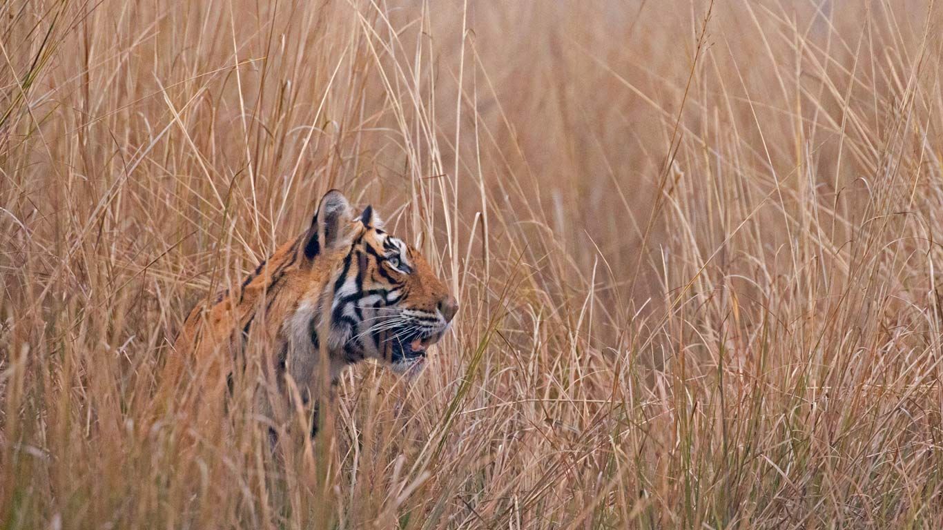 A Bengal tiger called ‘Krishna' or ‘T19’ in Ranthambore National Park, India