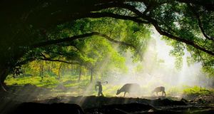 带着耕牛前去工作的农夫 (© Chuteiklim ARPS, Hon FPSS/Flickr/Getty Images) &copy; (Bing China)