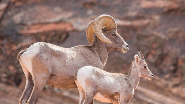 A father and a calf Ibex looking into the distance in Utah