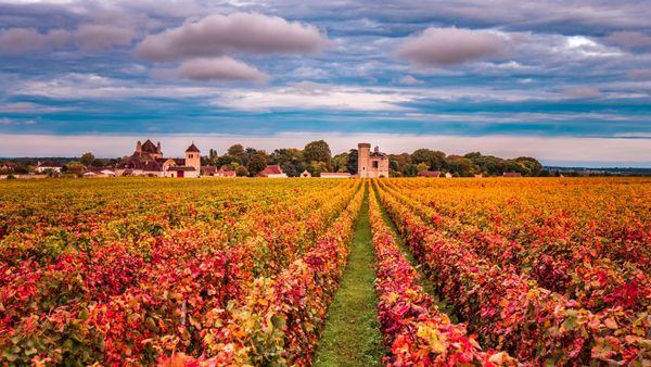 Vignes en automne, Bourgogne