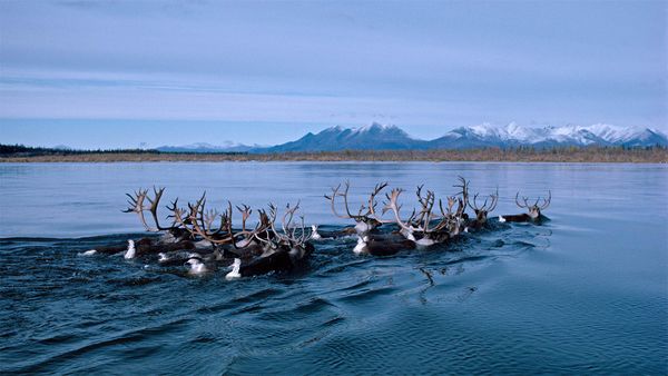 Wild reindeer swimming across the Kobuk River in Alaska, USA