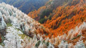 ｢霧氷と紅葉のカラマツ林｣長野, 松本 (© Mitsushi Okada/orion/Getty Images)(Bing Japan)