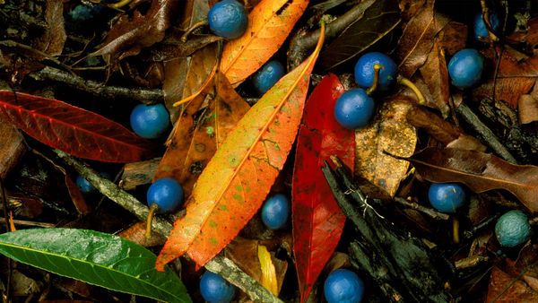 Blue quandongs and colourful leaves on subtropical rainforest floor, Currumbin Creek Valley
