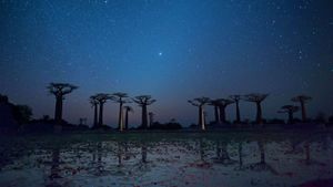 Baobab trees reflected on the Avenue of the Baobabs in the Menabe region of Madagascar (© Gabrielle Therin-Weise/Getty Images)(Bing New Zealand)