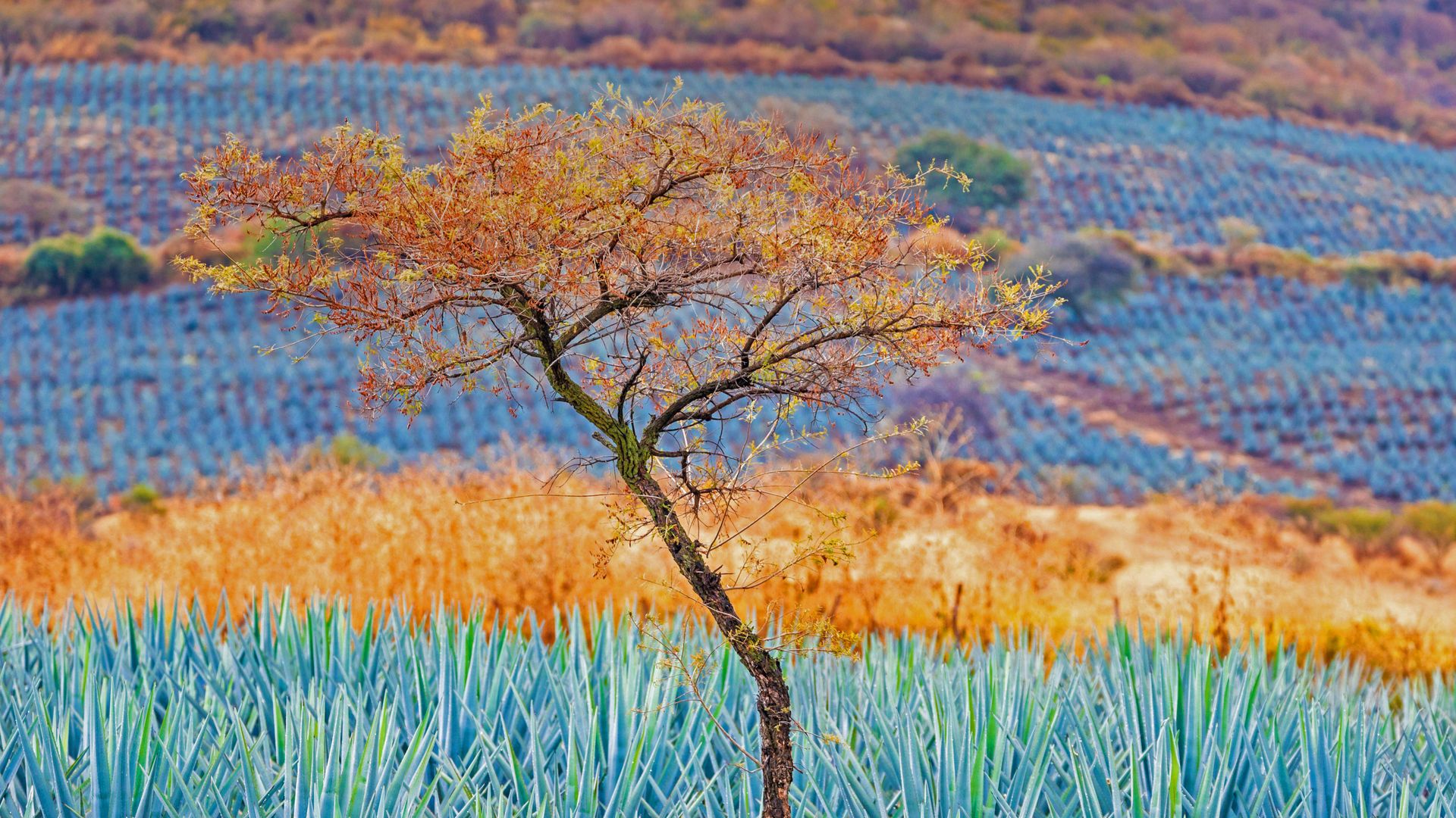 Blue agave field near Atotonilco, Jalisco, Mexico