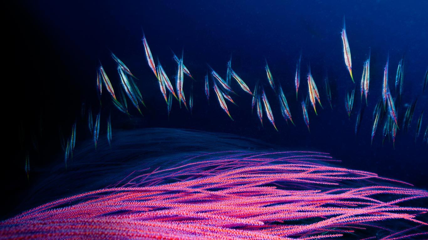 A school of razorfish swims for cover among the branches of a red sea whip, Kimbe Bay, New Britain Island, Papua New Guinea