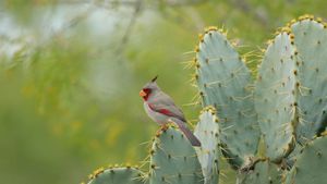 Female pyrrhuloxia perched on cactus plant, Texas (© outtakes/Getty Images)(Bing New Zealand)