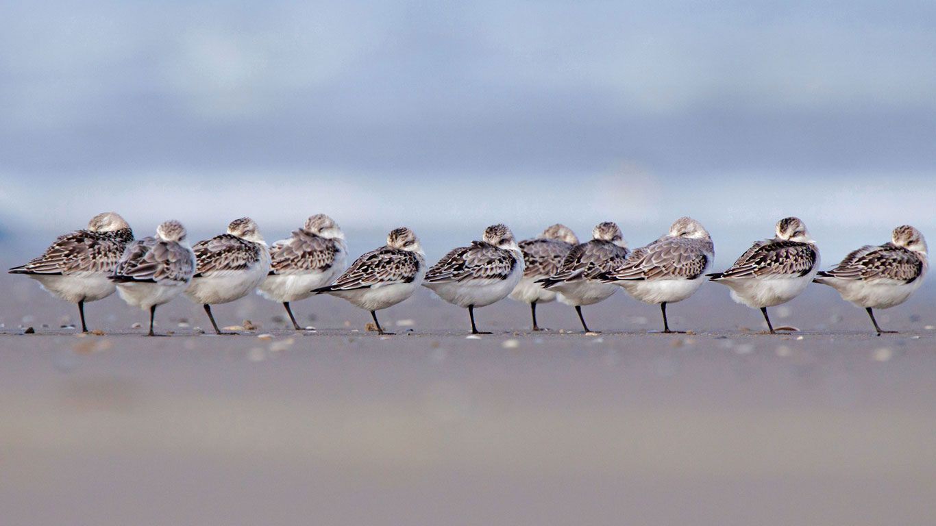 Sanderlings sleeping on a beach in Terschelling, Netherlands