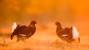 Black grouse males facing off on a lekking site, Estonia (© Sven Zacek/Nature Picture Library)(Bing Canada)