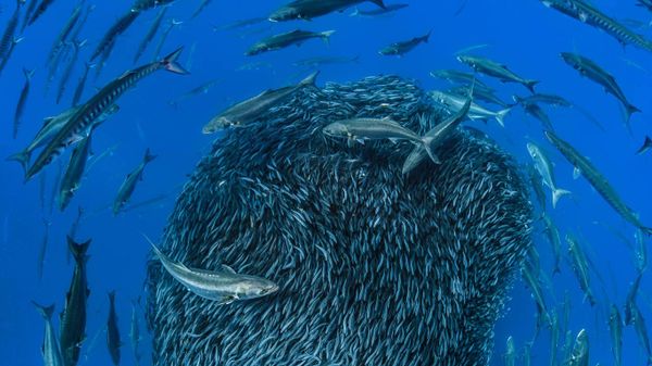 European barracuda and bluefish circling a bait ball of Atlantic horse mackerel off the shore of the Formigas Islets, Azores