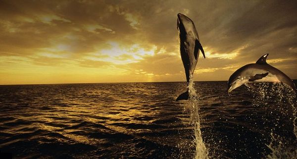 BottlenoseDolphin