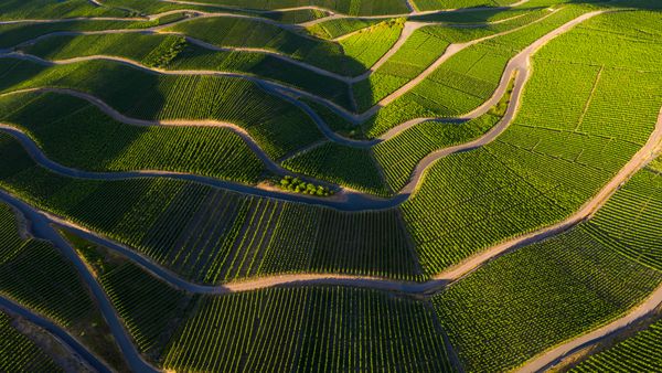 Vineyards in the Mosel Valley, Rhineland-Palatinate, Germany
