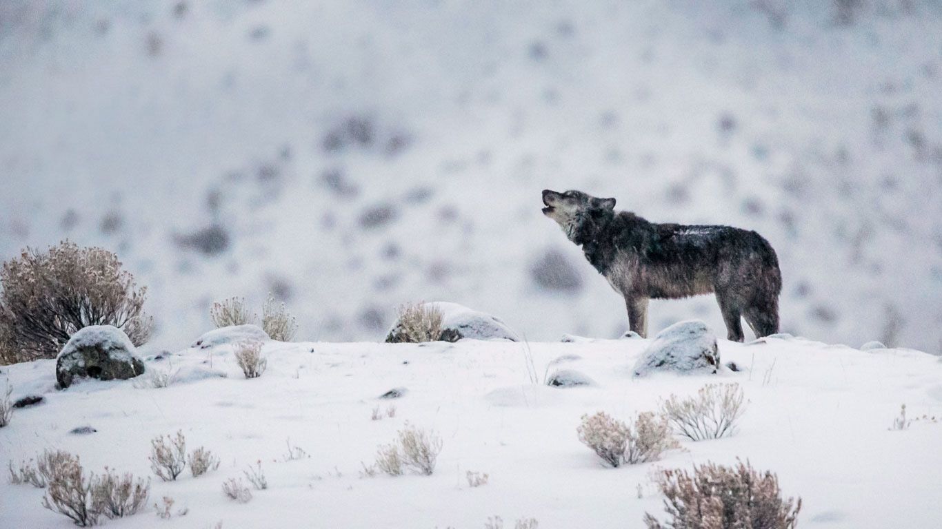 A grey wolf in Yellowstone National Park, Wyoming