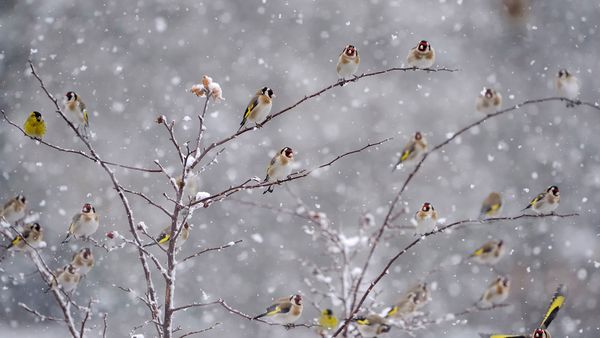 Chardonnerets élégants perchés sur des branches couvertes de neige