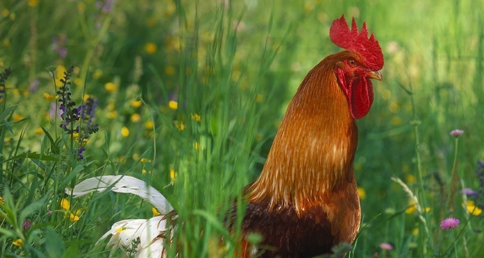 RedJunglefowlRooster