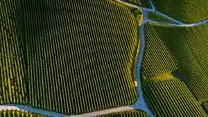 Vineyard near Pully, Vaud, Switzerland (© Gallery Stock)(Bing Australia)