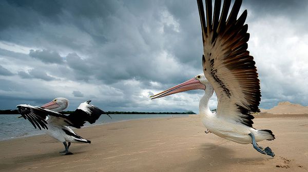 Pelicans on a beach in Queensland, Australia