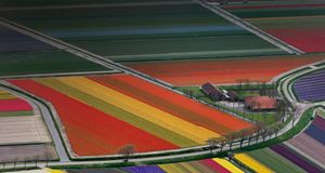 Flower field patterns near Amsterdam, Netherlands -- Adam Jones/Getty Images &copy; (Bing United States)