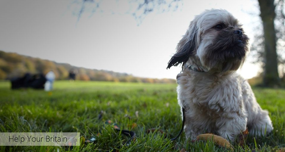 AllDogsMatter